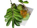 manfaat-daun-sirsak-1.jpg