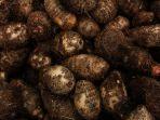 manfaat-ubi-yam-untuk-diabetes-3.jpg