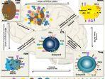 mekanisme-imunosupresi-pada-glioblastoma-gbm.jpg