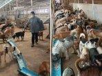 nenek-jual-rumah-demi-rawat-anjing-dan-kucing.jpg
