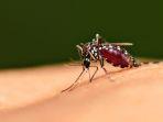 nyamuk-aedes-aegypthi-1.jpg