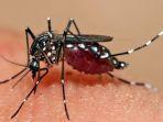 nyamuk-aedes-aegypthi.jpg