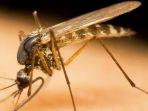 nyamuk-malaria.jpg