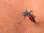 nyamuk-pembawa-virus-dengue-1.jpg