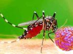 nyamuk-pembawa-virus-dengue-2.jpg