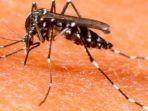 nyamuk-pembawa-virus-dengue.jpg