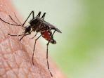 penyakit-malaria.jpg