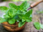 peppermint-2.jpg