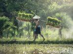 petani.jpg