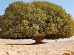 pohon-the-only-living-sahabi-satu-satunya-sahabat-nabi-yang-masih-hidup-2.jpg