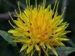 safflower.jpg