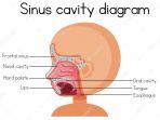 sinus-3.jpg