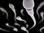 sperma-3.jpg