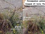 tanaman-yang-diyakini-pohon-zaqqum-terkenal-sebagai-makanan-penghuni-neraka.jpg