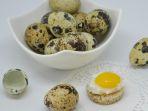 telur-puyuh.jpg
