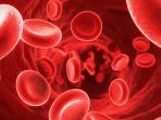 thalasemia-1.jpg