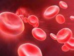 thalasemia-10.jpg