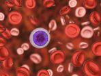 thalasemia-5.jpg