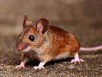 tikus.jpg