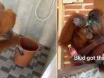 viral-orangutan-masuk-rumah-dan-minum-dari-botol.jpg