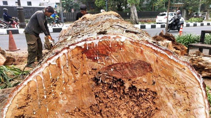 Parade Foto Evakuasi Pohon Tumbang di Jalan Ir H Djuanda Kota Bandung