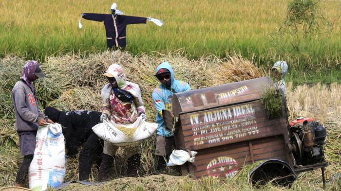 Buruh tani melakukan panen padi di persawahan kawasan Gedebage, Kota Bandung, Jawa Barat, Rabu (17/9/2025).