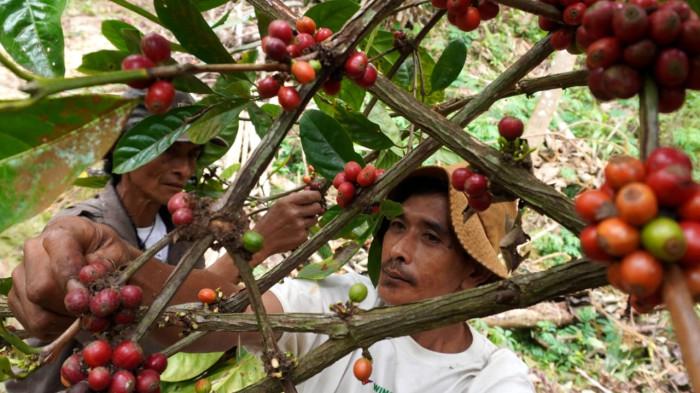 Petani memanen biji kopi excelsa di Desa Margamekar, Kecamatan Sumedang Selatan, Kabupaten Sumedang, Jawa Barat, Rabu (1/09/2025).