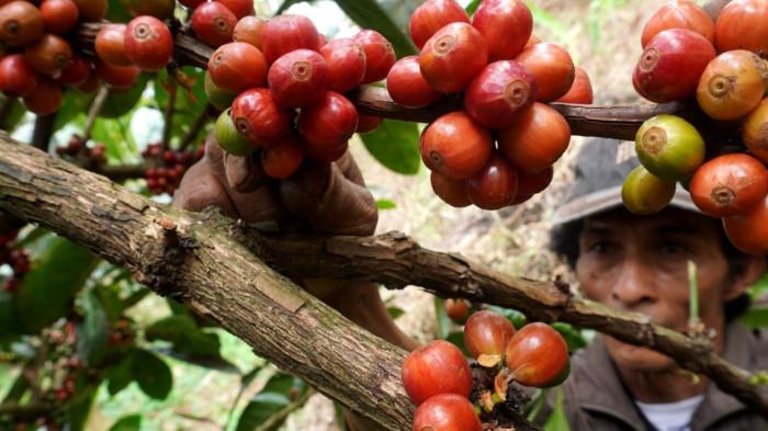 Petani memanen biji kopi excelsa di Desa Margamekar, Kecamatan Sumedang Selatan, Kabupaten Sumedang, Jawa Barat, Rabu (1/09/2025).