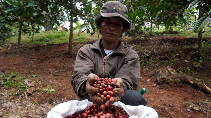 Petani memperlihatkan hasil panen biji kopi excelsa di Desa Margamekar, Kecamatan Sumedang Selatan, Kabupaten Sumedang, Jawa Barat, Rabu (1/09/2025).