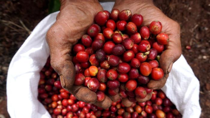 Petani memperlihatkan hasil panen biji kopi excelsa di Desa Margamekar, Kecamatan Sumedang Selatan, Kabupaten Sumedang, Jawa Barat, Rabu (1/09/2025).