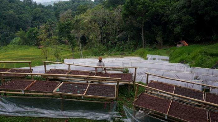 Petani menjemur biji kopi excelsa di Desa Margamekar, Kecamatan Sumedang Selatan, Kabupaten Sumedang, Jawa Barat, Rabu (1/09/2025).