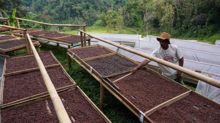 Petani menjemur biji kopi excelsa di Desa Margamekar, Kecamatan Sumedang Selatan, Kabupaten Sumedang, Jawa Barat, Rabu (1/09/2025).