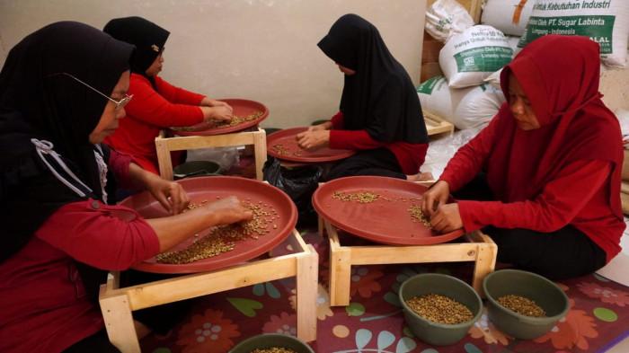 Ibu-ibu menyortir biji kopi excelsa di tempat pengolahan kopi di Desa Margamekar, Kecamatan Sumedang Selatan, Kabupaten Sumedang, Jawa Barat, Rabu (1/09/2025).