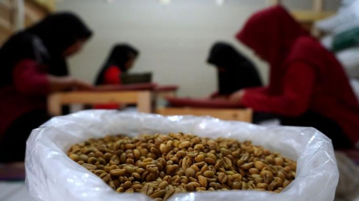 Ibu-ibu menyortir biji kopi excelsa di tempat pengolahan kopi di Desa Margamekar, Kecamatan Sumedang Selatan, Kabupaten Sumedang, Jawa Barat, Rabu (1/09/2025).