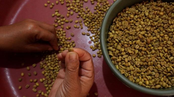 Tangan seorang ibu menyortir biji kopi excelsa di tempat pengolahan kopi di Desa Margamekar, Kecamatan Sumedang Selatan, Kabupaten Sumedang, Jawa Barat, Rabu (1/09/2025).