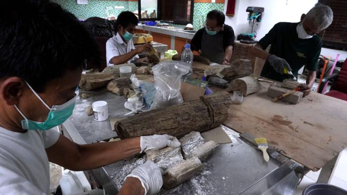 Preparator fosil melakukan preparasi perbersihan gading dari fosil gajah purba (Stegodon trigonocephalus) di ruang workshop Museum Geologi, Kota Bandung, Jawa Barat, Kamis (13/11/2025).