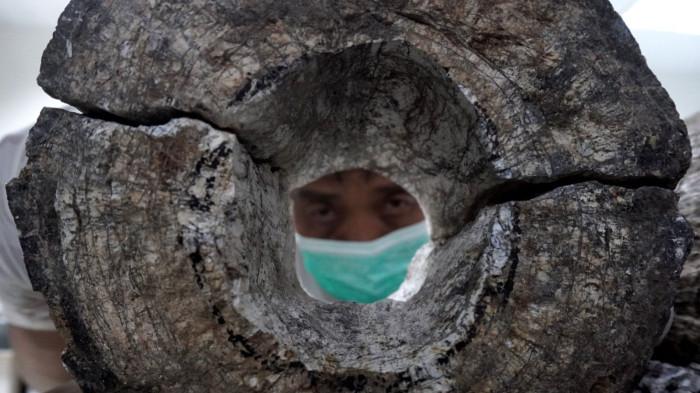 Preparator fosil melakukan preparasi perbersihan gading dari fosil gajah purba (Stegodon trigonocephalus) di ruang workshop Museum Geologi, Kota Bandung, Jawa Barat, Kamis (13/11/2025).