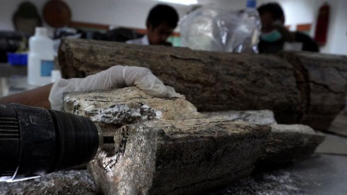 Preparator fosil melakukan preparasi perbersihan gading dari fosil gajah purba (Stegodon trigonocephalus) di ruang workshop Museum Geologi, Kota Bandung, Jawa Barat, Kamis (13/11/2025).