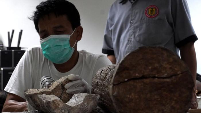 Preparator fosil melakukan preparasi perbersihan gading dari fosil gajah purba (Stegodon trigonocephalus) di ruang workshop Museum Geologi, Kota Bandung, Jawa Barat, Kamis (13/11/2025).