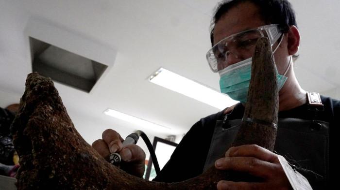 Preparator fosil melakukan preparasi perbersihan tanduk dari fosil banteng di ruang workshop Museum Geologi, Kota Bandung, Jawa Barat, Kamis (13/11/2025).