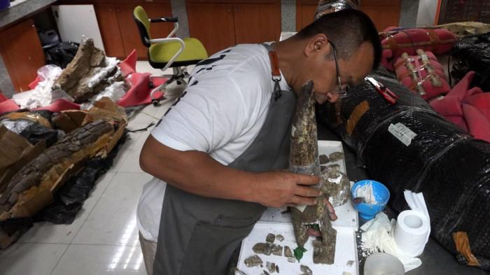 Preparator fosil melakukan preparasi dan penyusunan bagian gading yang pecah di ruang workshop Museum Geologi, Kota Bandung, Jawa Barat, Kamis (13/11/2025).