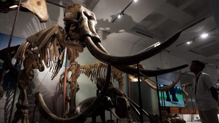 Pengunjung mengamati fosil gajah purba (Stegodon trigonocephalus) di Museum Geologi, Kota Bandung, Jawa Barat, Kamis (13/11/2025).