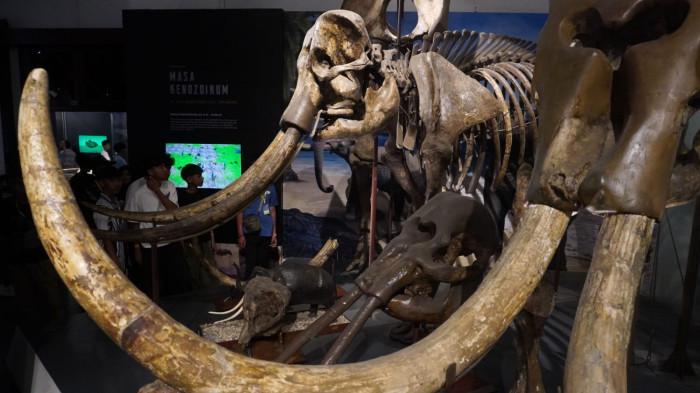 Pengunjung mengamati fosil gajah purba (Stegodon trigonocephalus) di Museum Geologi, Kota Bandung, Jawa Barat, Kamis (13/11/2025).