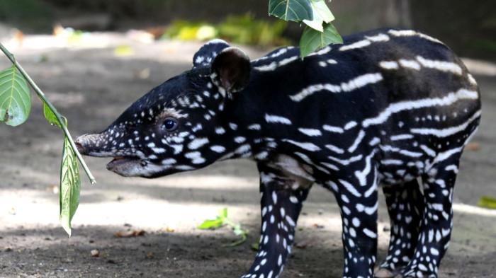 Seekor anak tapir berusia empat hari diperkenalkan kepada media di Bandung Zoo (Kebun Binatang Bandung), Jalan Tamansari, Kota Bandung, Senin (17/11/2025).