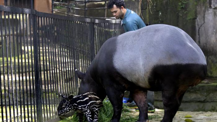 Seekor anak tapir berusia empat hari diperkenalkan kepada media di Bandung Zoo (Kebun Binatang Bandung), Jalan Tamansari, Kota Bandung, Senin (17/11/2025).