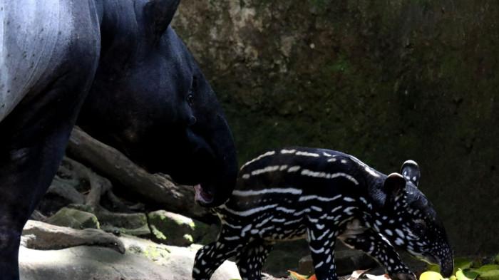 Seekor anak tapir berusia empat hari diperkenalkan kepada media di Bandung Zoo (Kebun Binatang Bandung), Jalan Tamansari, Kota Bandung, Senin (17/11/2025).