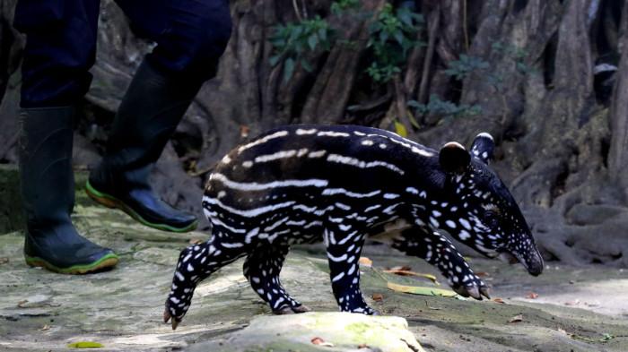 Seekor anak tapir berusia empat hari diperkenalkan kepada media di Bandung Zoo (Kebun Binatang Bandung), Jalan Tamansari, Kota Bandung, Senin (17/11/2025).
