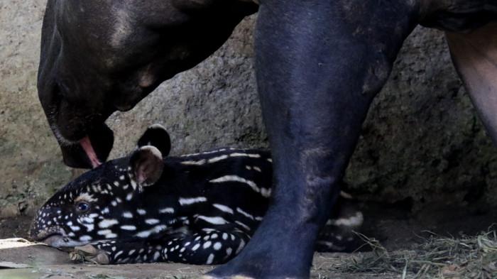 Seekor anak tapir berusia empat hari diperkenalkan kepada media di Bandung Zoo (Kebun Binatang Bandung), Jalan Tamansari, Kota Bandung, Senin (17/11/2025).