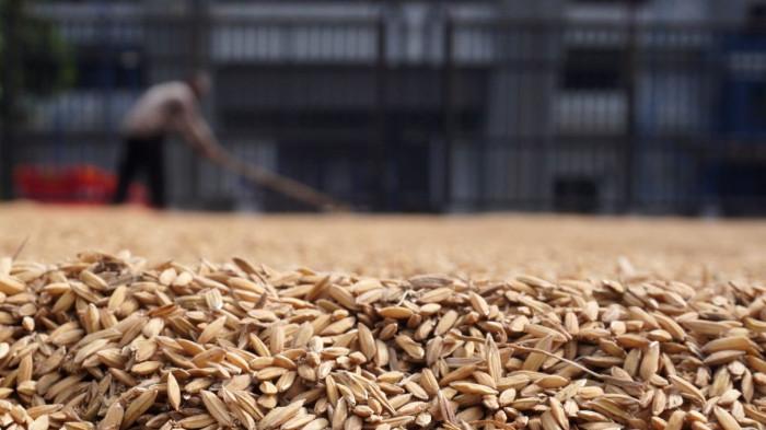 Petani menjemur gabah di depan gerbang Stadion Gelora Bandung Lautan Api (GBLA), Gedebage, Kota Bandung, Jawa Barat, Kamis (20/11/2025).