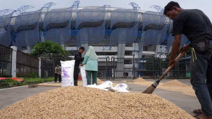 Petani menjemur gabah di depan gerbang Stadion Gelora Bandung Lautan Api (GBLA), Gedebage, Kota Bandung, Jawa Barat, Kamis (20/11/2025).